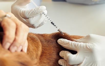 Vaccination