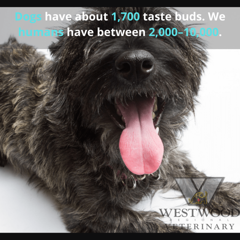 Westwood Regional Veterinary