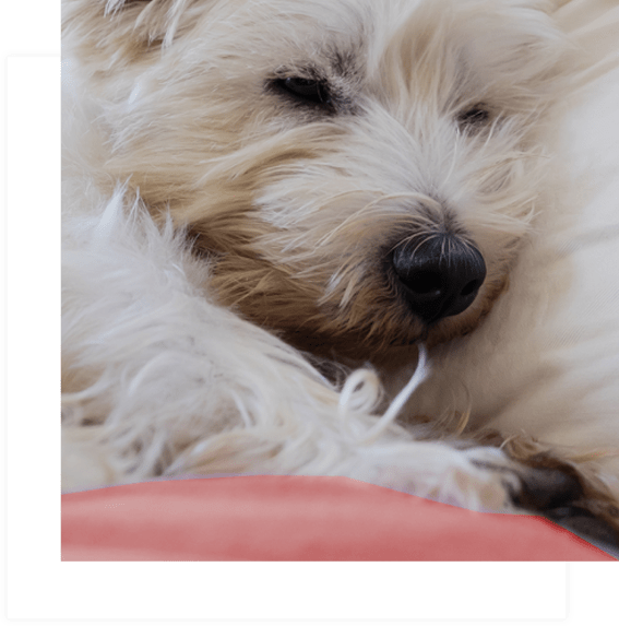 Westwood Regional Veterinary