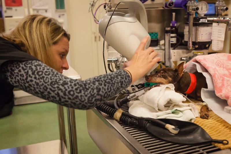 Veterinary dentist performing dental X-ray for small dog