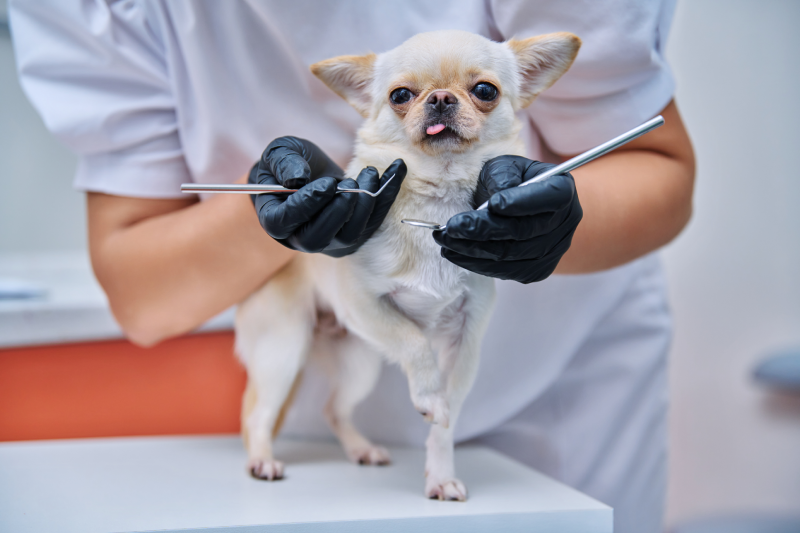 dog getting dental exam