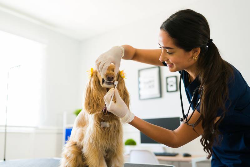 Veterinary dentist uses special toothbrush to clean dog’s teeth