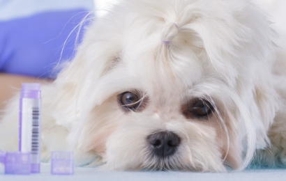 Westwood Regional Veterinary