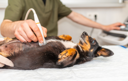 Westwood Regional Veterinary