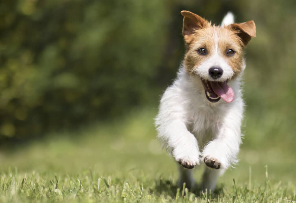 Healthy puppy running on grass