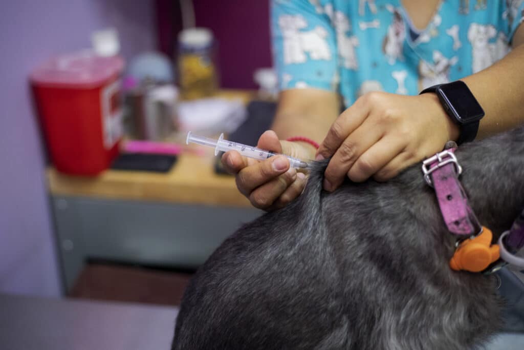 Dog getting shot injected by veterinarian