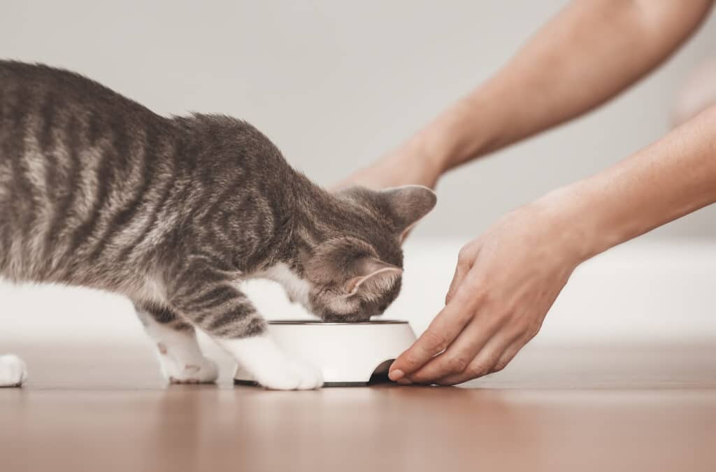 Pet owner feeding cat