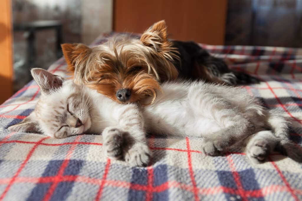 Small dog and kitten sleeping on plaid blanket at home