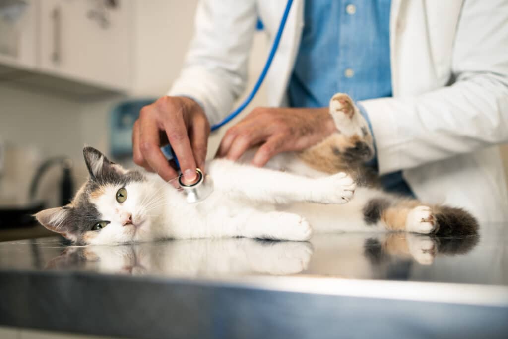 Veterinarian examining calico cat with stethoscope