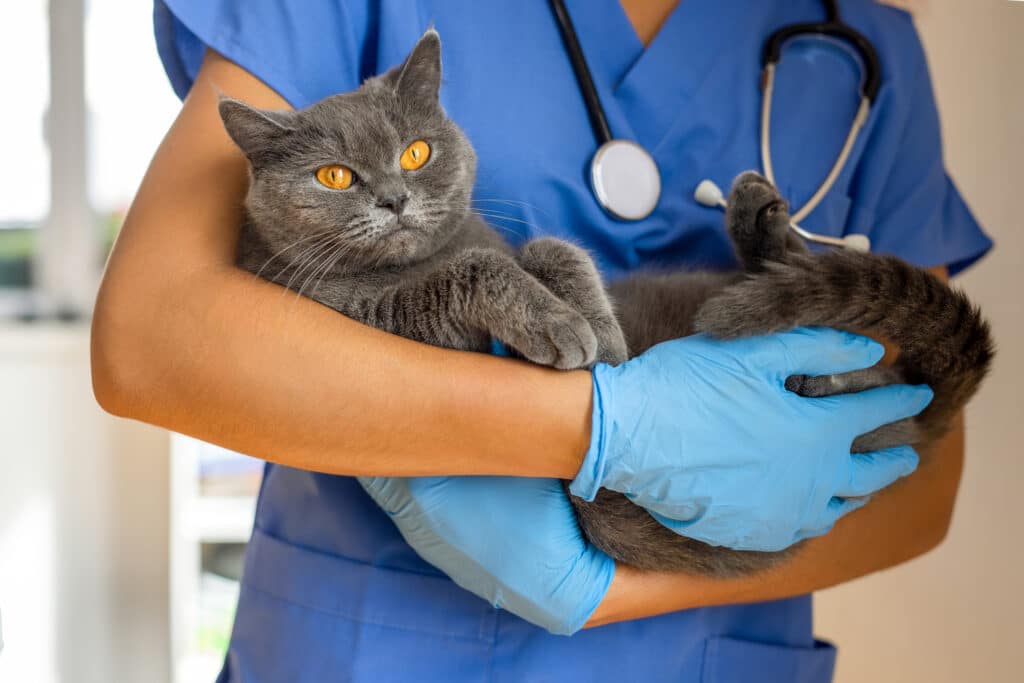 Veterinary technician holding gray cat