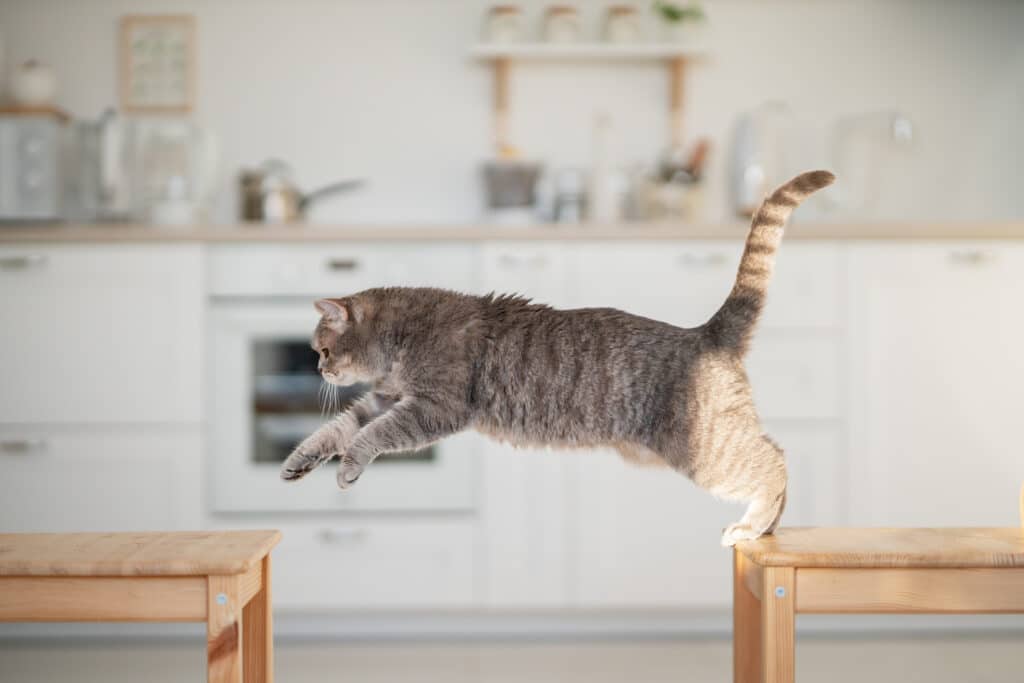 Gray cat jumping from table to table