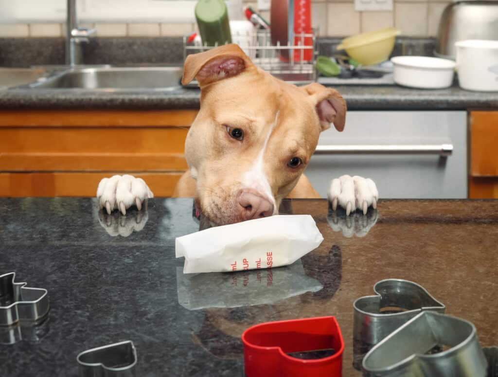 Curious dog sniffing food on counter