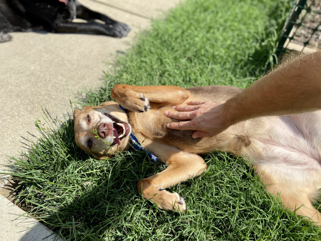 Happy dog getting belly rub while rolling in grass