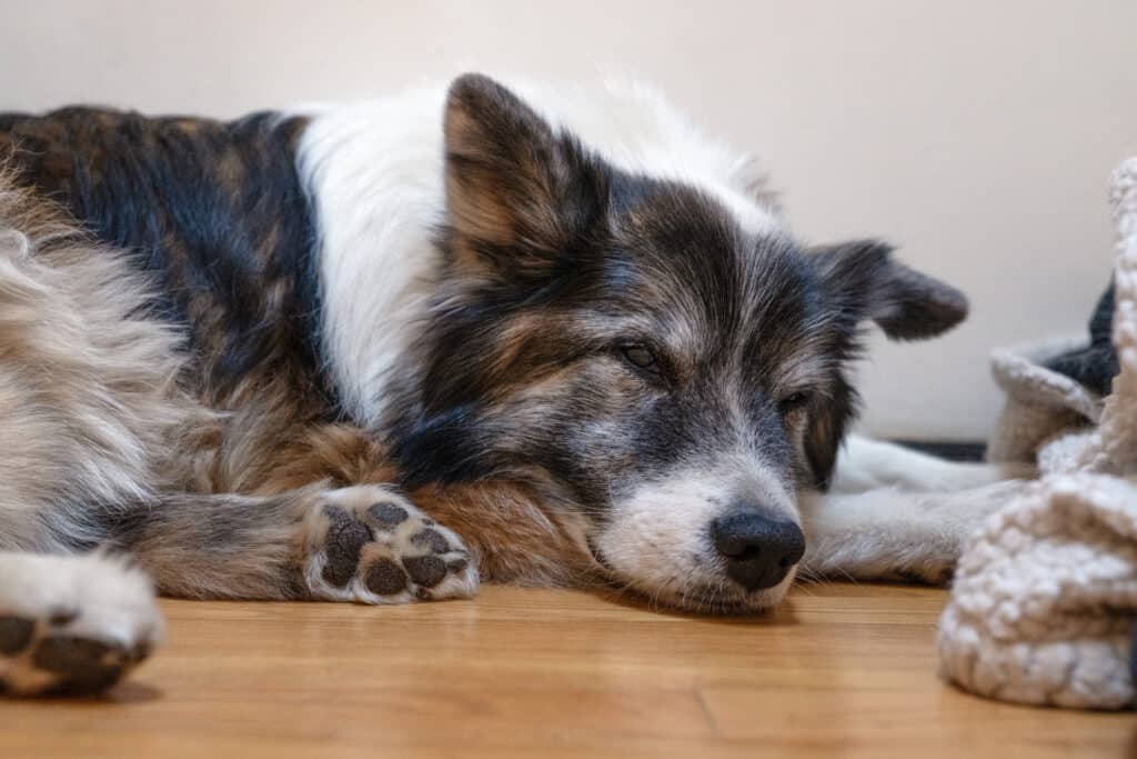 Sad dog sitting on floor near blanket