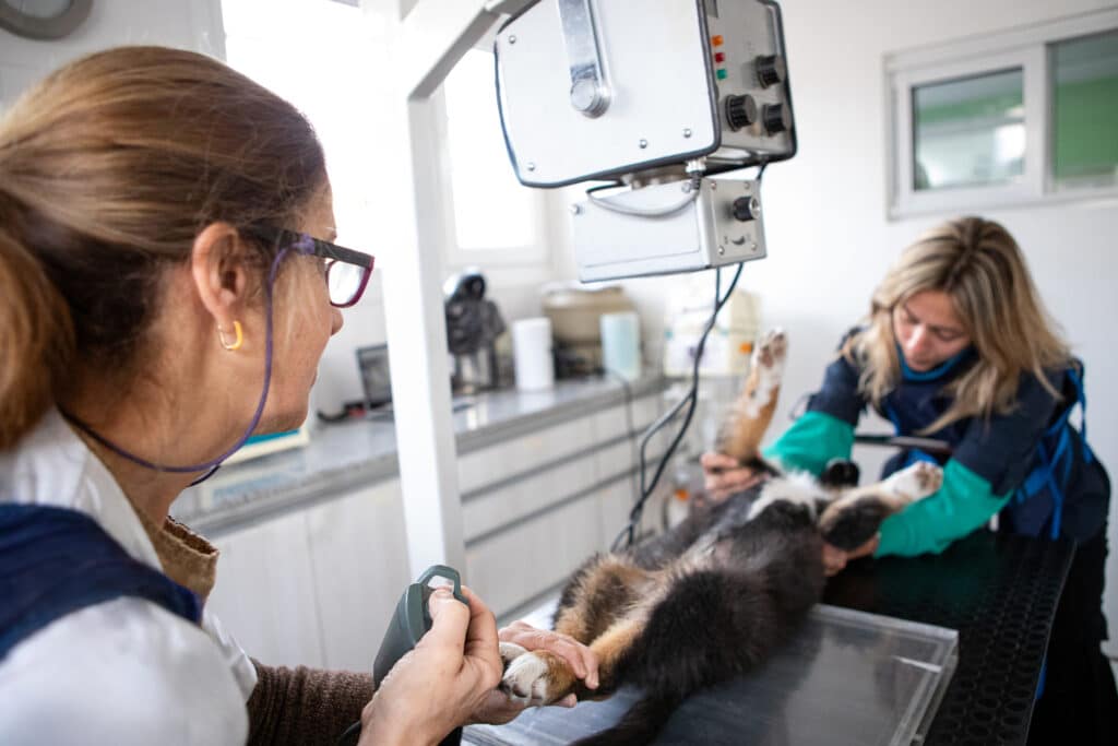 Two vets taking x-ray of dog