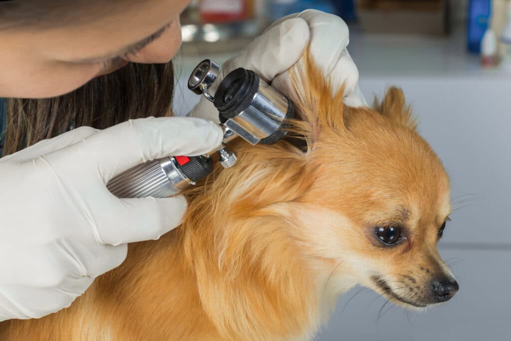 Veterinarian looking in dog’s ear with otoscope