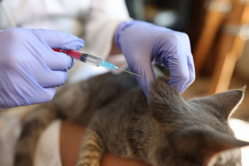 Veterinarian with rabies vaccine holding cat’s neck