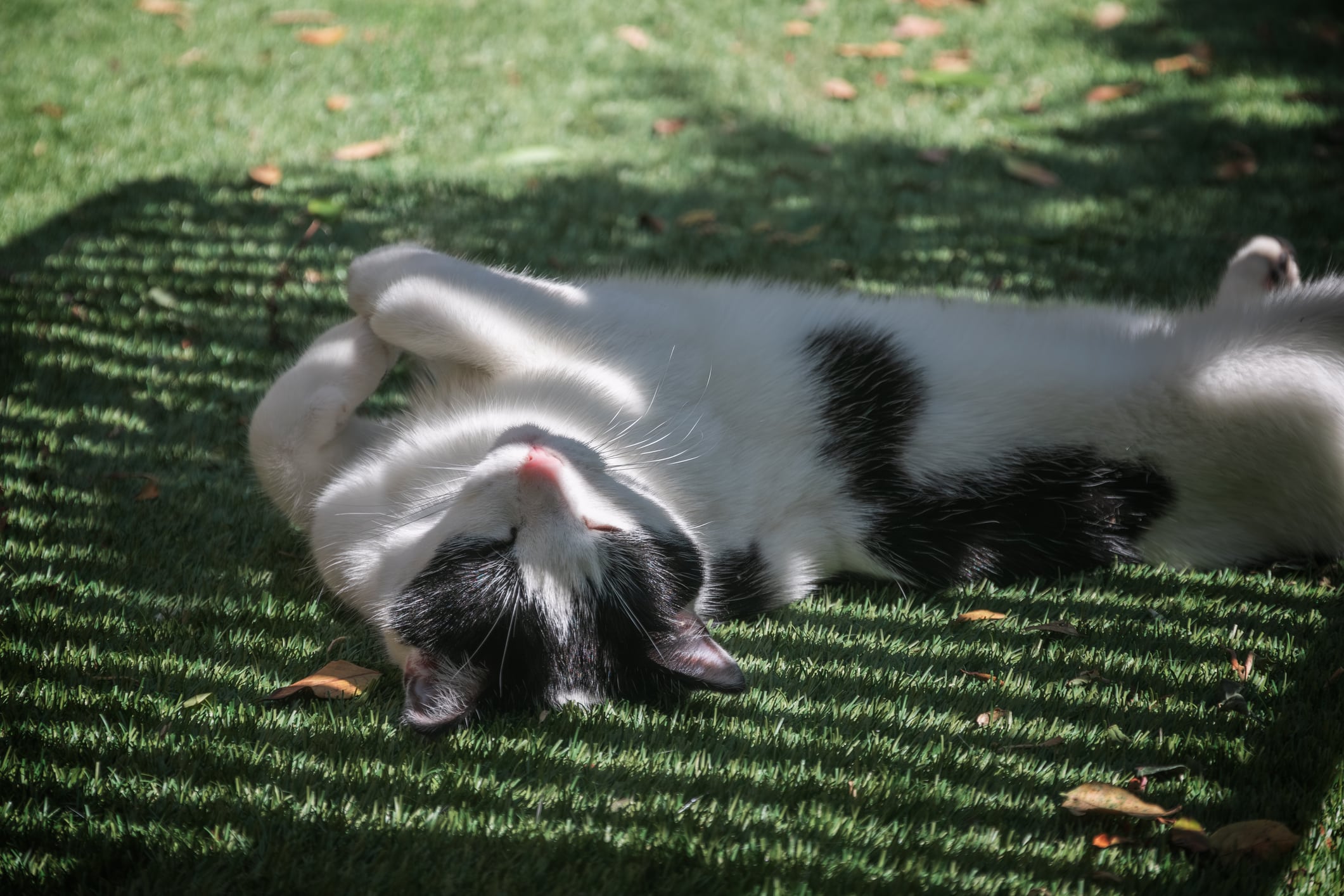 White and black cat lying in shade