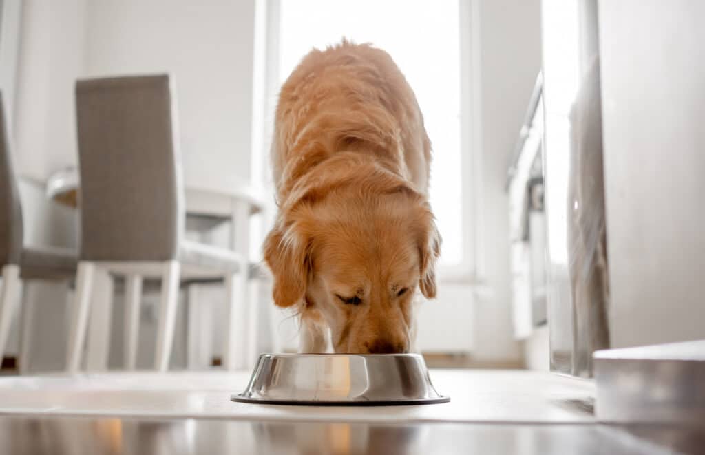 Golden retriever dog eats from bowl in kitchen