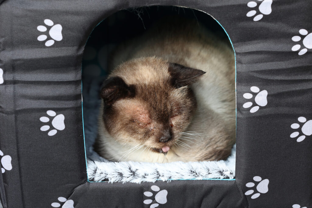 Sick cat in carrier sticking tongue out