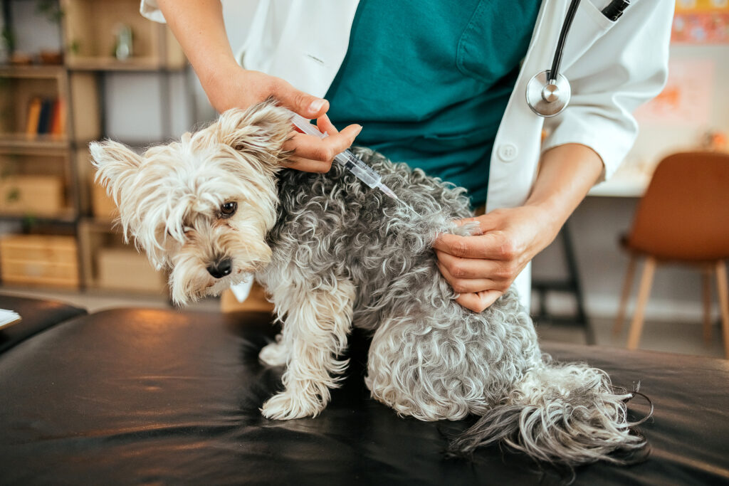 Veterinarian gives vaccine to small dog on table