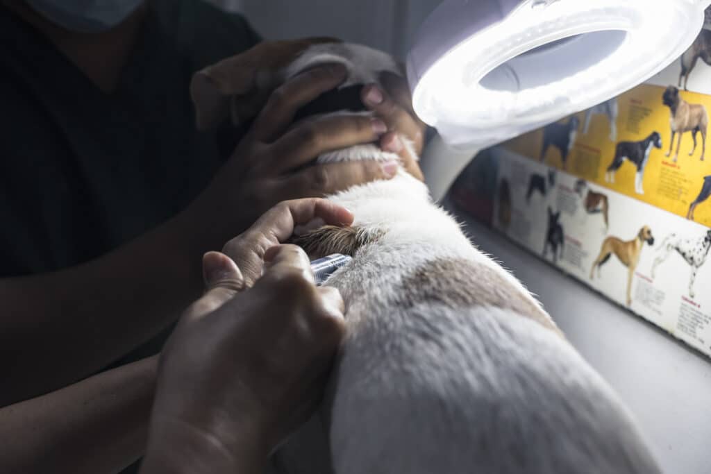 Veterinarian gives white and brown dog vaccine