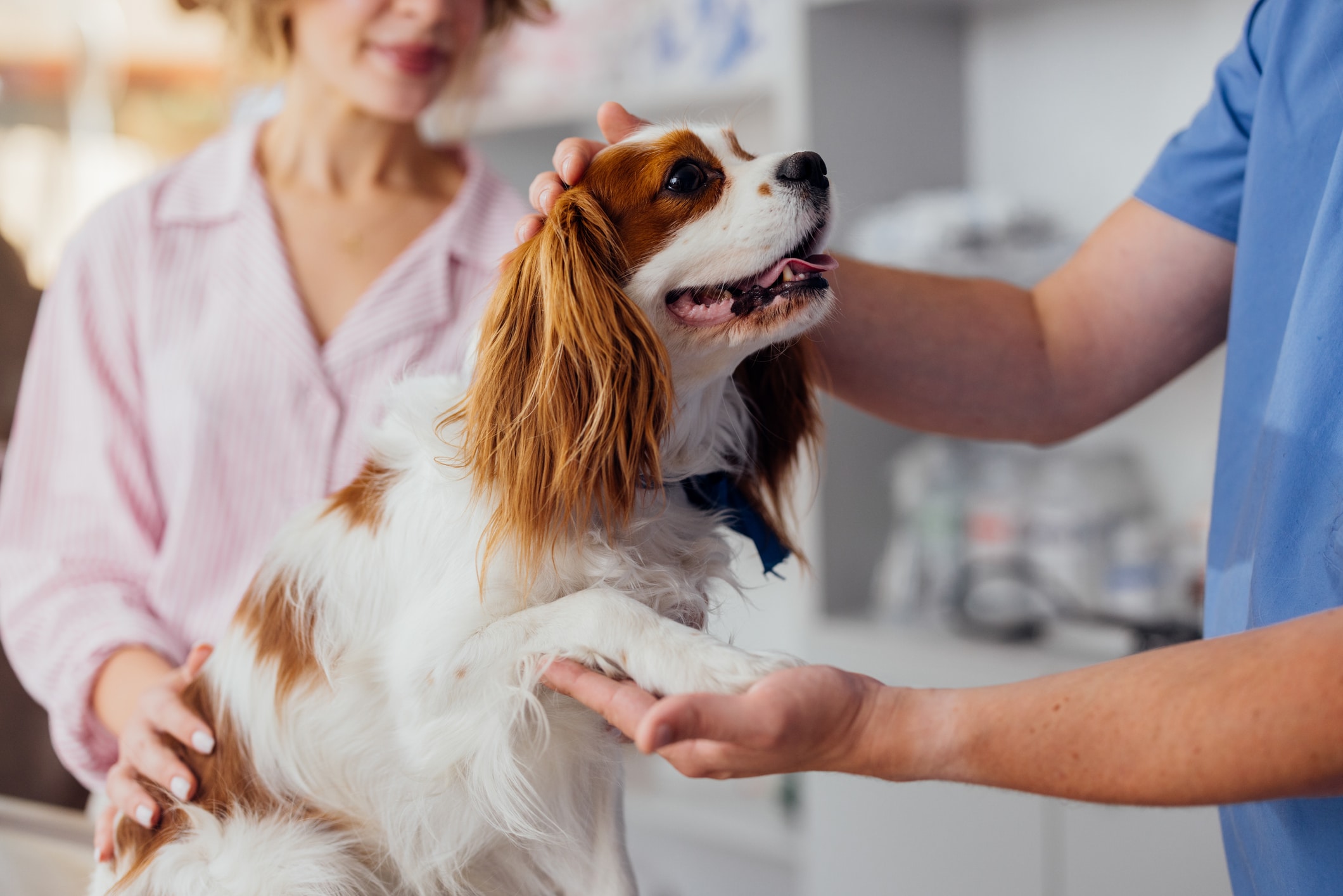 Veterinarian performing physical exam on spaniel dog